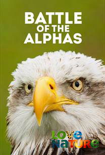 Battle of the Alphas