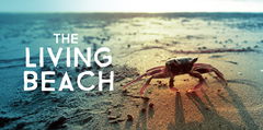 The Living Beach (2016&#8209;&nbsp;)
