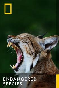 Endangered Species