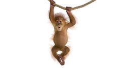 Baby Animal Cam (2023&#8209;&nbsp;)
