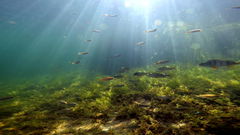 Wildernis onder water