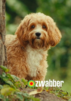 Zwabber (2024)