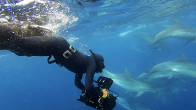 Mammals: The making of