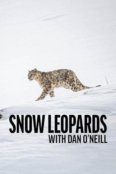 Snow Leopards with Dan O'Neill.