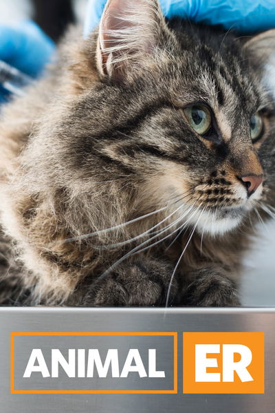 Animal ER