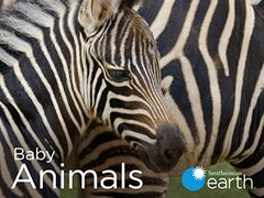 Baby Animals (2015&#8209;2018)