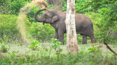 Thailand's Wild Side (2020)