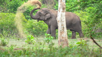 Thailand's Wild Side