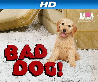 Bad Dog!