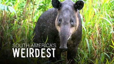 South America's Weirdest Animals