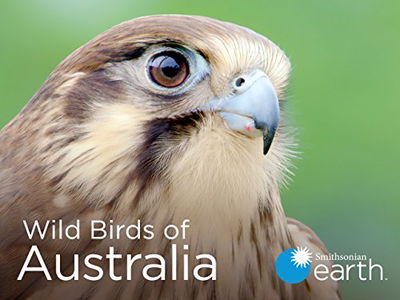 Wild Birds of Australia