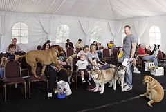 Greatest American Dog (2008)