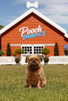 Pooch Perfect (2020&#8209;&nbsp;)