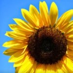 zonneblom