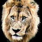 Daktari